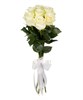 Букет из белых роз 60см (Эквадор)  7 шт. - фото 5591